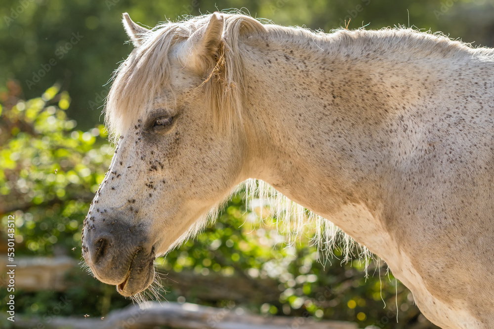 Fototapeta premium Horse grazing on a meadow and bothered by a large number of flies.