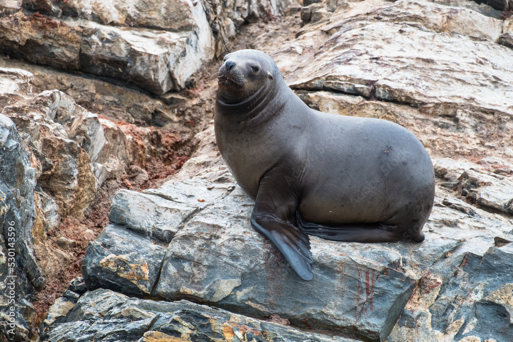 Fototapeta premium Female sea lion on the rocks near Ushuaia, Argentina.