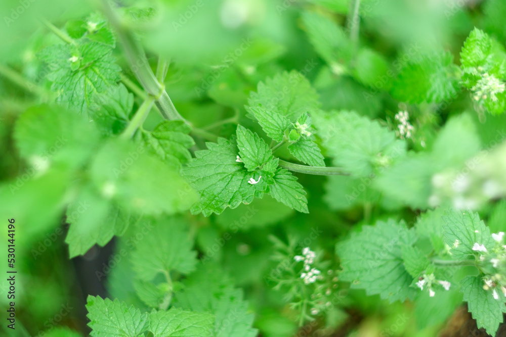 Mint Mentha Canadensis are blooming with fresh green leaves on the annual plants in herbal garden