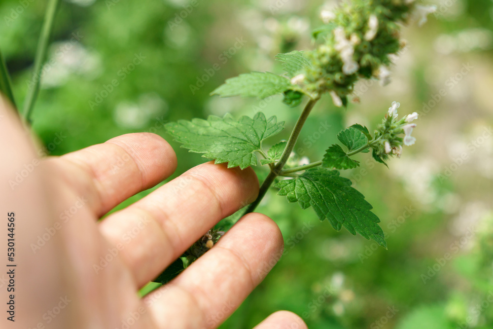 Mint leaves Mentha Canadensis are blooming with fresh green. Selective focus