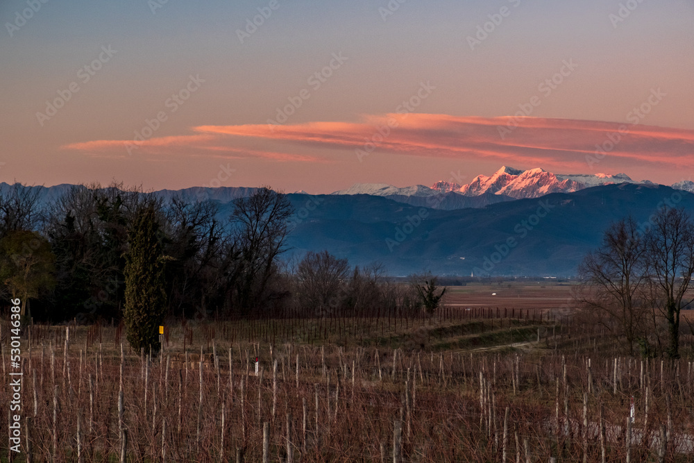 Fototapeta premium Winter sunset in the vineyards of Collio Friulano