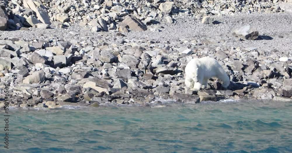 Polar bear walking on coastline of south Devon Island, Nunavut, Canada.
Polar bear walking on coastline of south Devon Island, Nunavut, Canada.