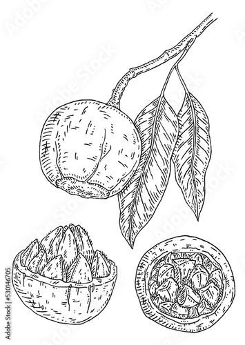 Brazil nut tree branch with leaves. Vector vintage engraving