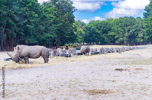 rhino and zebra are eating in the summer morning - Image