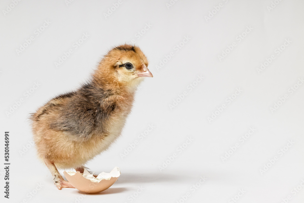 young chicken and piece of eggshell on white background with copy space