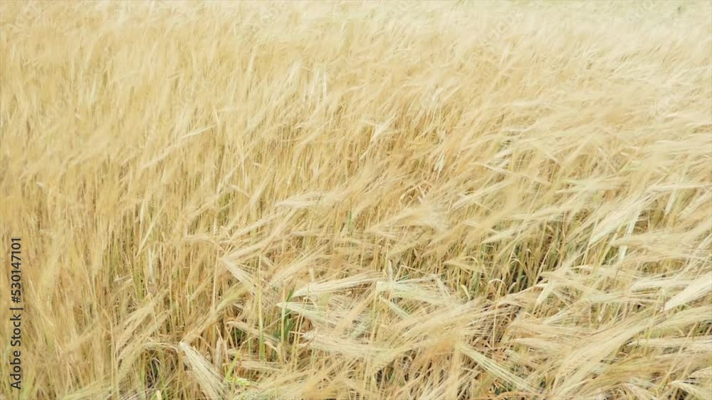 Farmer wheat field. Agriculture. Ears of golden wheat at sunset. Harvesting on fertile soil. Golden wheat field. Harvest on fertile soil. Wheat ears in sun. Farmer fertile field. Agriculture concept Farmer wheat field. Agriculture. Ears of golden wheat at sunset. Harvesting on fertile soil. Golden wheat field. Harvest on fertile soil. Wheat ears in sun. Farmer fertile field. Agriculture concept