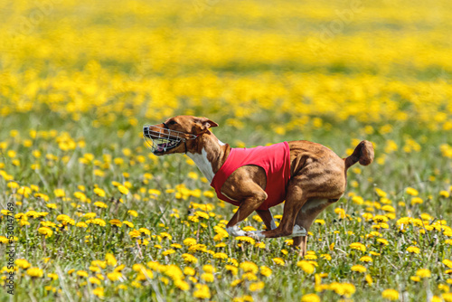 Basenji dog running in red jacket on coursing field at competition in summer © Aleksandr Tarlokov