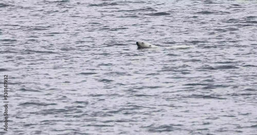 Polar bear swimming in Viscount Melville Sound, Nunavut, Canada.
Polar bear swimming in Viscount Melville Sound, Nunavut, Canada.