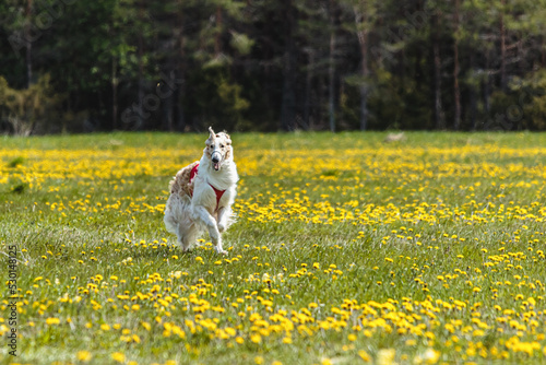 Borzoi dog in white shirt running and chasing lure in the field in summer