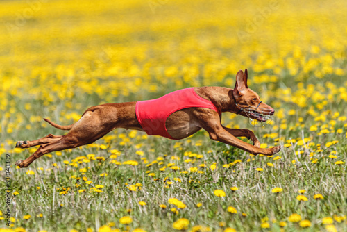 Pharaoh hound dog in red shirt running and chasing lure in the field in summer