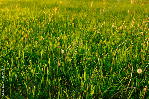 Green lawn with fluffy dandelions. Grass meadow for post, screensaver, wallpaper, postcard, poster, banner, cover, website