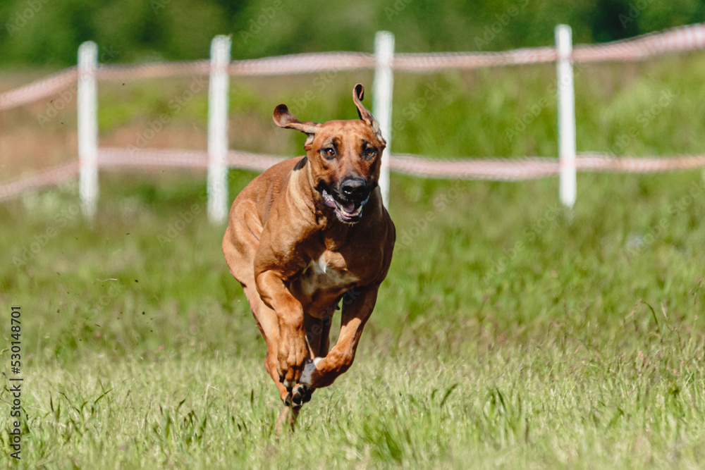 Dog flying moment of running across the field on lure coursing competition Dog flying moment of running across the field on lure coursing competition