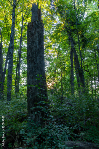 Woodland Morning