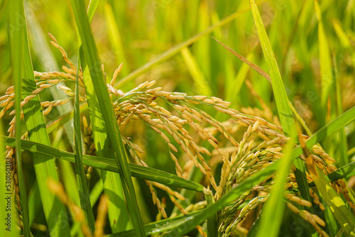 Close-up Rice spike in rice field