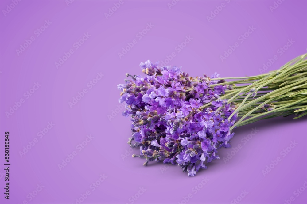 Fototapeta premium Violet lavender flowers on violet background.