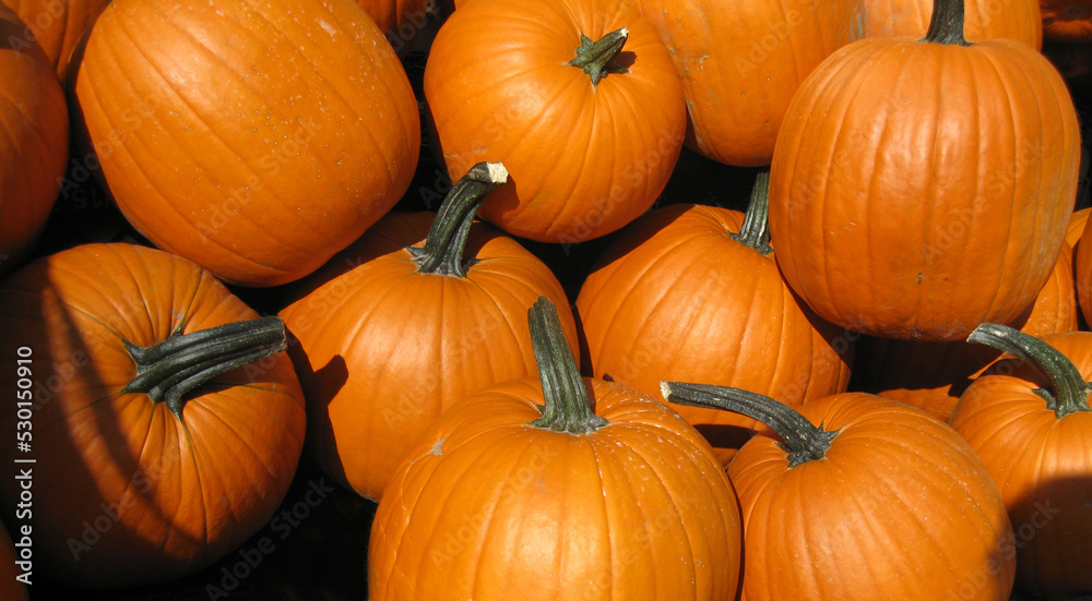 Pile of pumpkins for fall, Thanksgiving and Halloween decorating and baking pies Pile of pumpkins for fall, Thanksgiving and Halloween decorating and baking pies