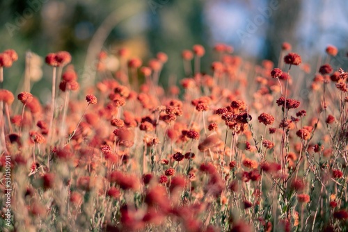 Field of flowers