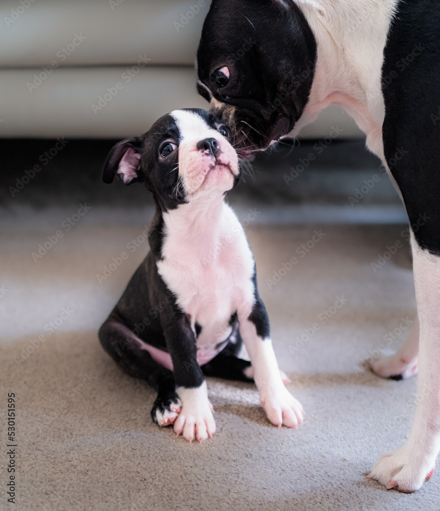 Φωτογραφία Boston Terrier puppy sitting on the floor being kissed by an older Boston Terrier who is standing up