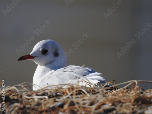 Seagull is resting on the rocky beach in the sun