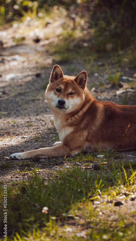 Naklejka premium Cute brown shiba inu dog laying on the ground and watching straight to the camera.