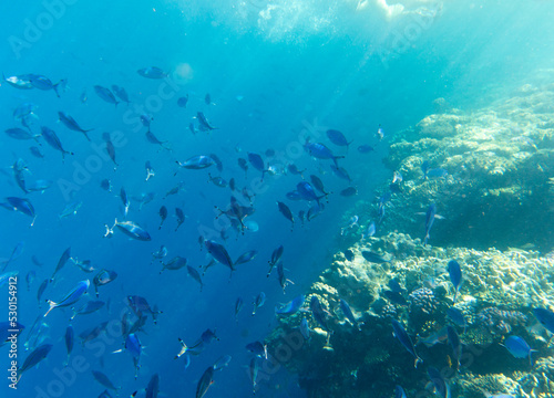 A view of large group of fishes