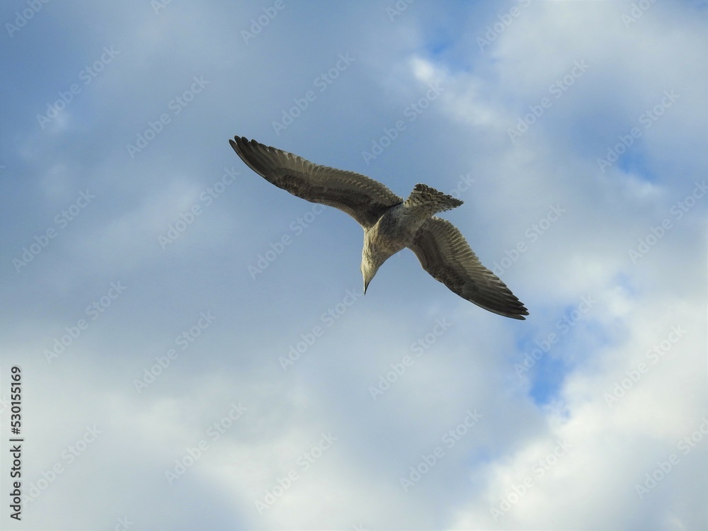 Fototapeta premium Seagull in flight against the sky with white clouds