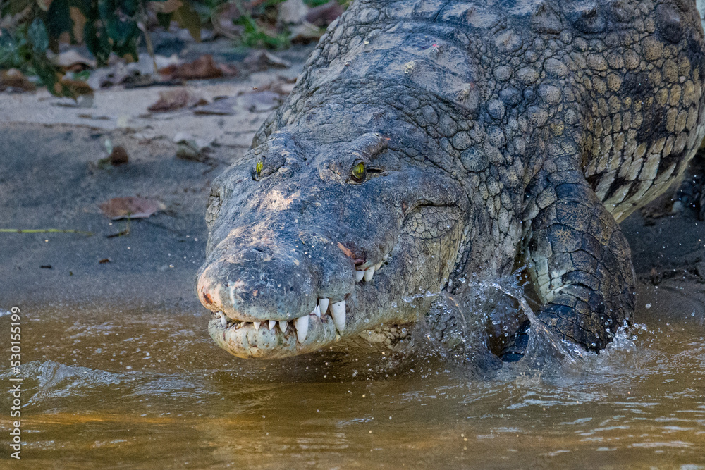 Obraz premium Crocodile on the riverbank