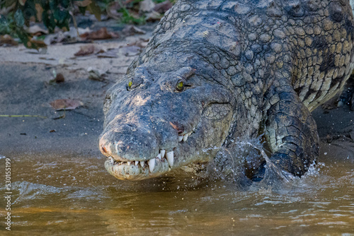 Crocodile on the riverbank
