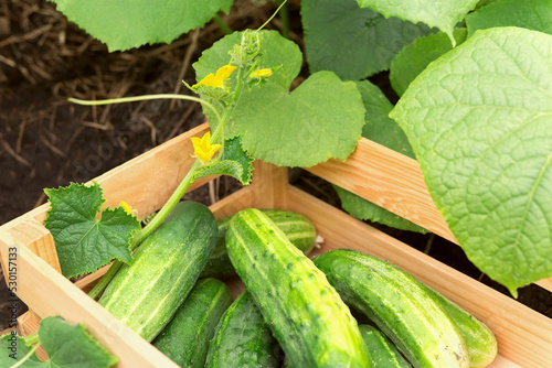 Cucumbers in the garden in a box. Close-up. Selective focus.