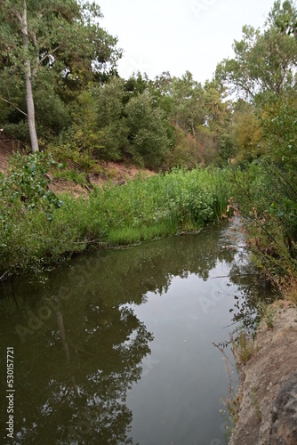 the river in the forest