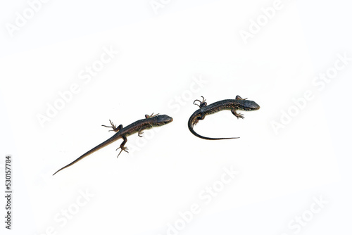 Small lizards that have just hatched from eggs isolated on a white background