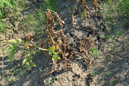 Green stalks of potatoes suffered from drought. Cracked soil in the dry season affected by global warming.