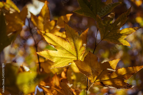 Sun peaking through autumn leaves