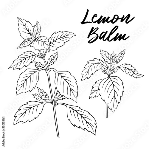 stock vector melissa lemon balm black and white hand drawn illustration