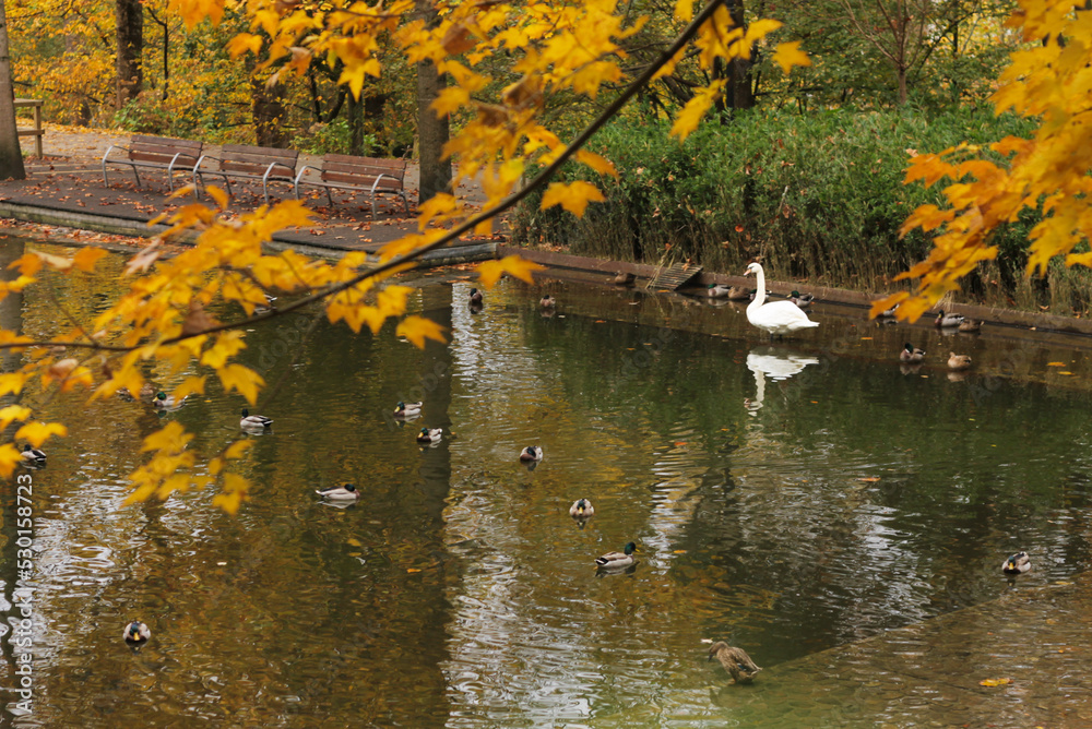 Fototapeta premium Lake in autumn with geese and ducks.