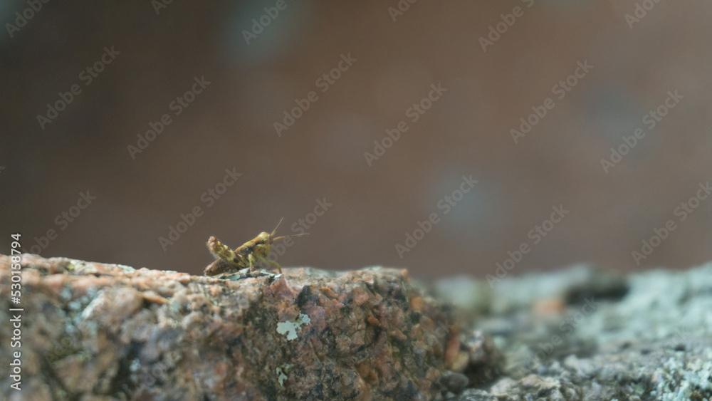Grasshopper on rock Grasshopper on rock