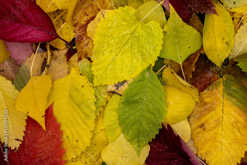 Wet autumn background, hello october concept. Fallen colorful leaves and, top view