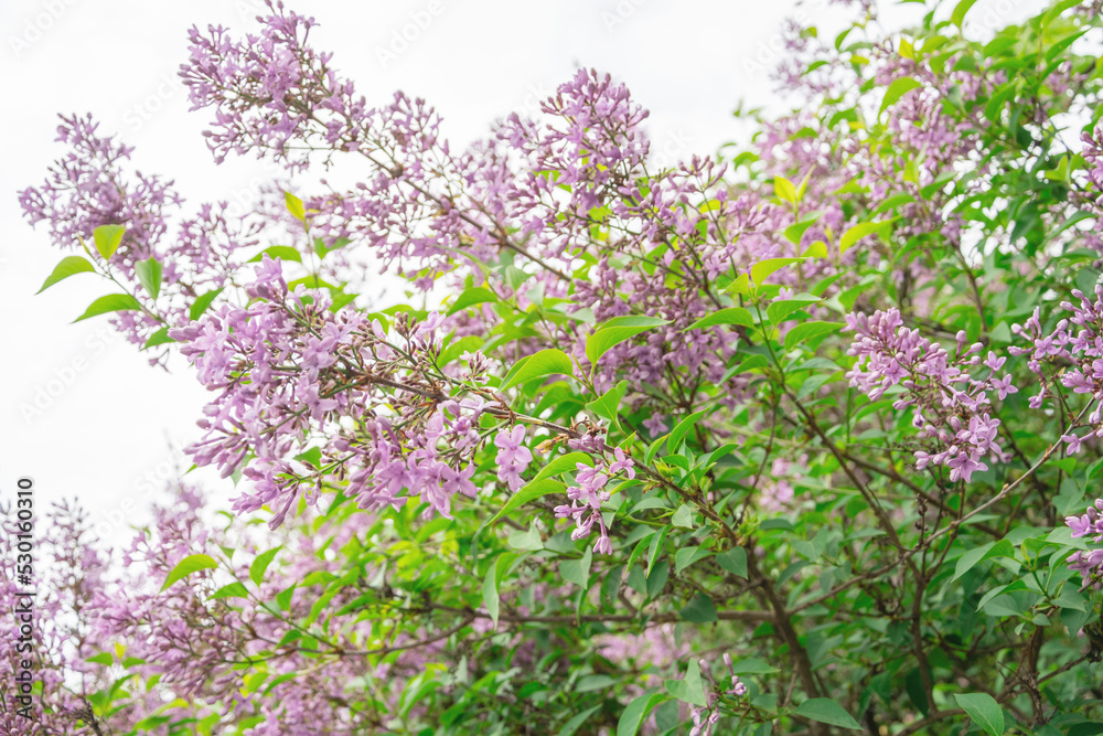 Fototapeta premium A branch of lilacs, a beautiful spring background of flowers
