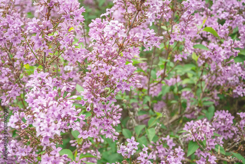 A branch of lilacs, a beautiful spring background of flowers