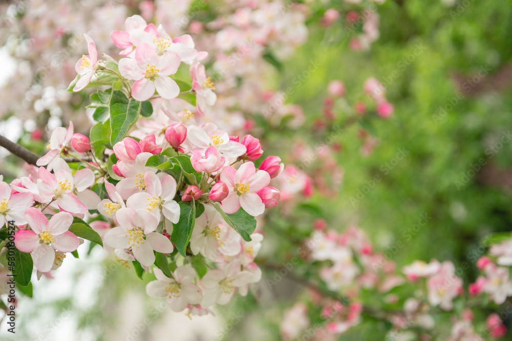 Flowers of apple tree in the rays of a bright sun. Shallow depth of field. Wide photo. Flowers of apple tree in the rays of a bright sun. Shallow depth of field. Wide photo.