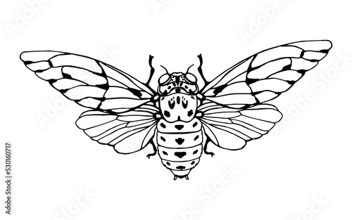 Cicada in doodle style. Hand drawn clip art. © Roonikart