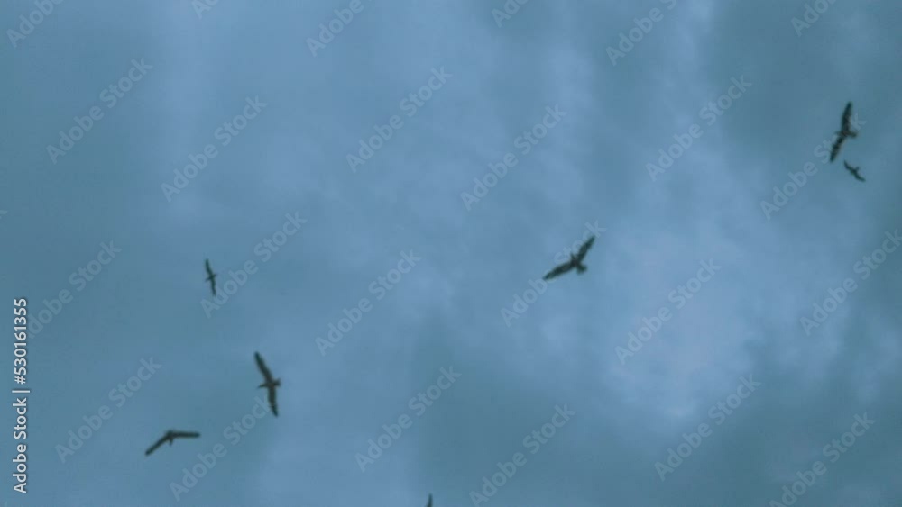 Low angle view of seagulls flying in the sky Low angle view of seagulls flying in the sky