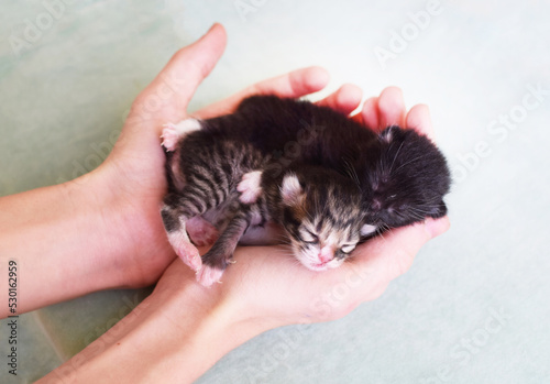 Foto .Two small newborn blind kittens lie in their hands. Kittens with short tails, K