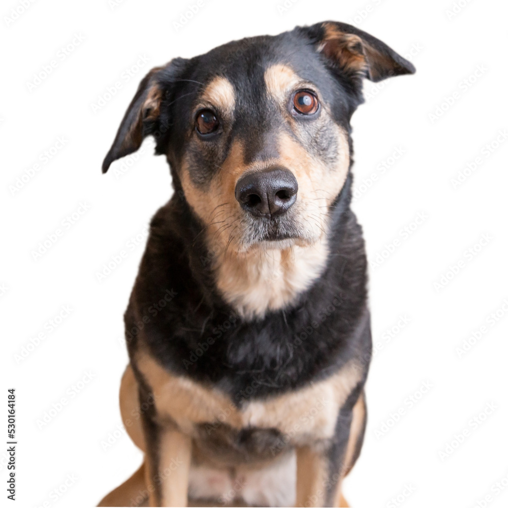 Rescued husky labrador retriever blend dog with floppy ears and bright eyes sits calmly for pet portraits isolated