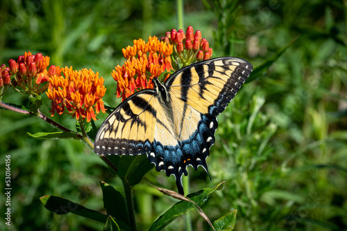 Eastern Tiger Swallowtail butterfly on orange flower photo