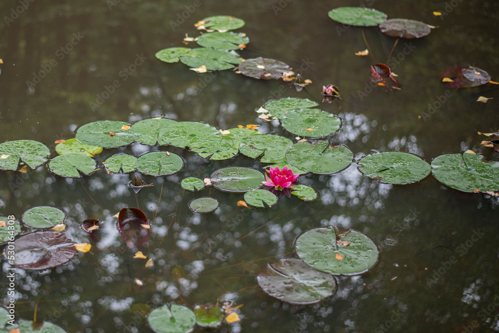 water lily in the pond water lily in the pond