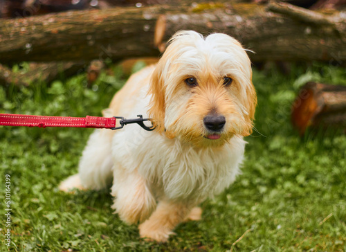 Фотография A dog on a leash rushes forward.