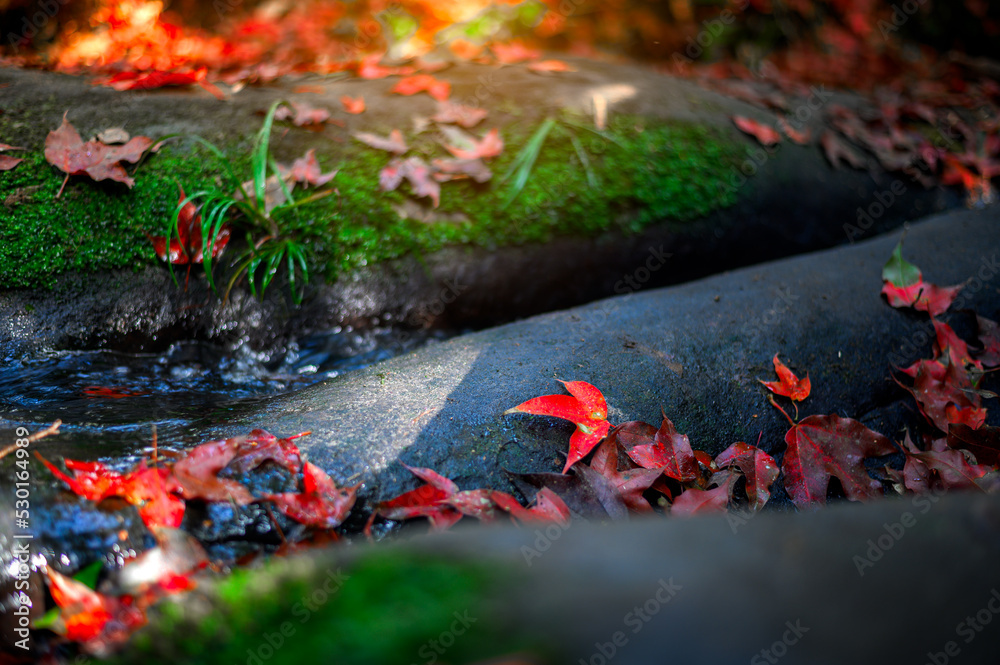 beautiful red autumn leaves fall on rock and stream creek in forest, Nature landscape background beautiful red autumn leaves fall on rock and stream creek in forest, Nature landscape background