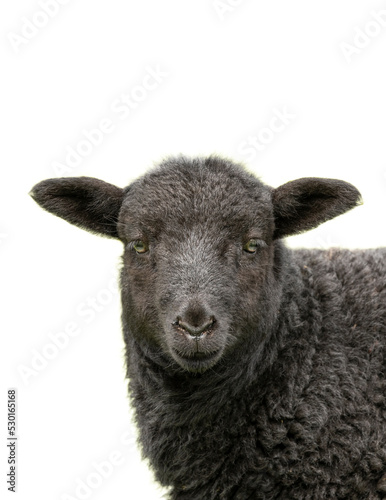 close up portrait of a black lamb