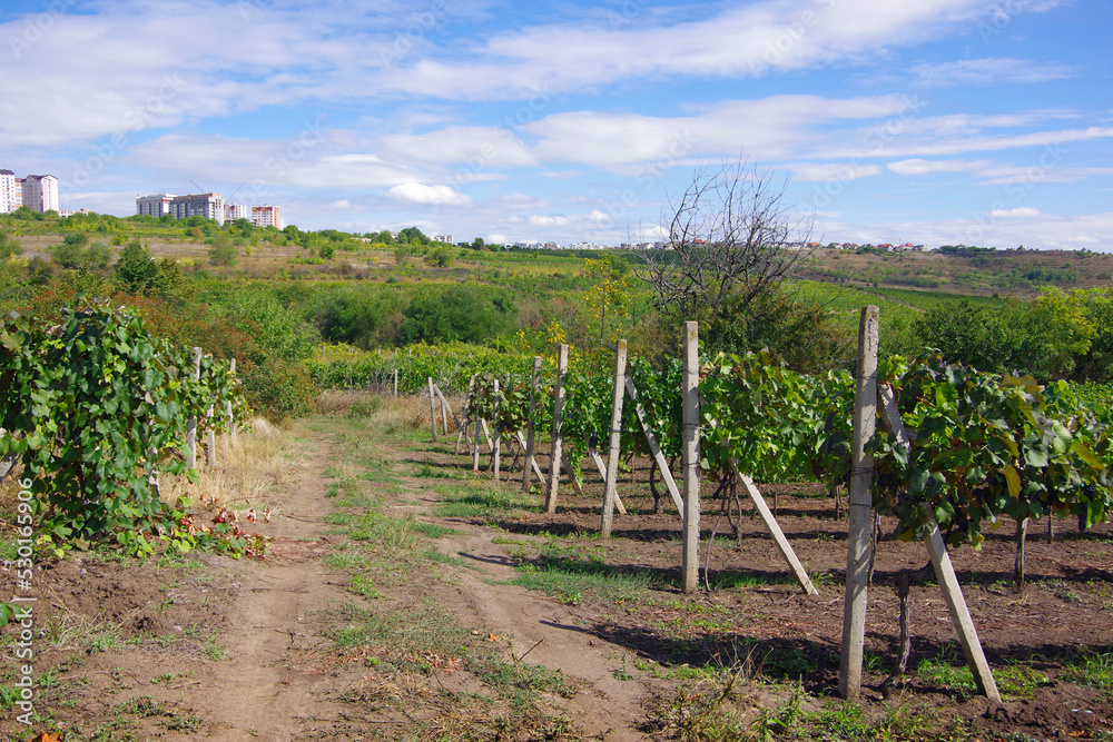 Vineyards with ripening black grapes and green vine bushes in the countryside in Moldova near the city of Chisinau. Vineyards with ripening black grapes and green vine bushes in the countryside in Moldova near the city of Chisinau.